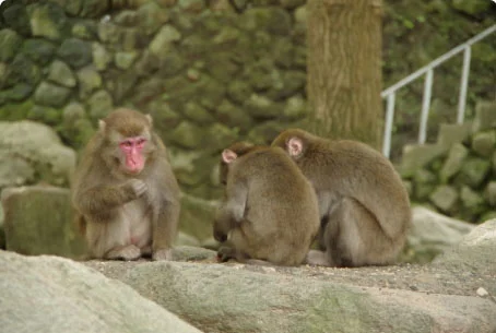 高崎山自然動物公園