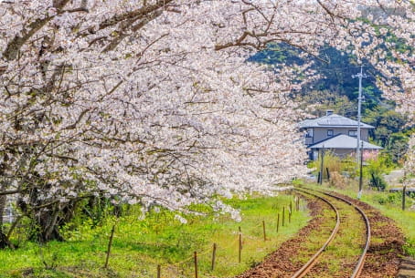 浦ノ崎駅 桜のトンネル